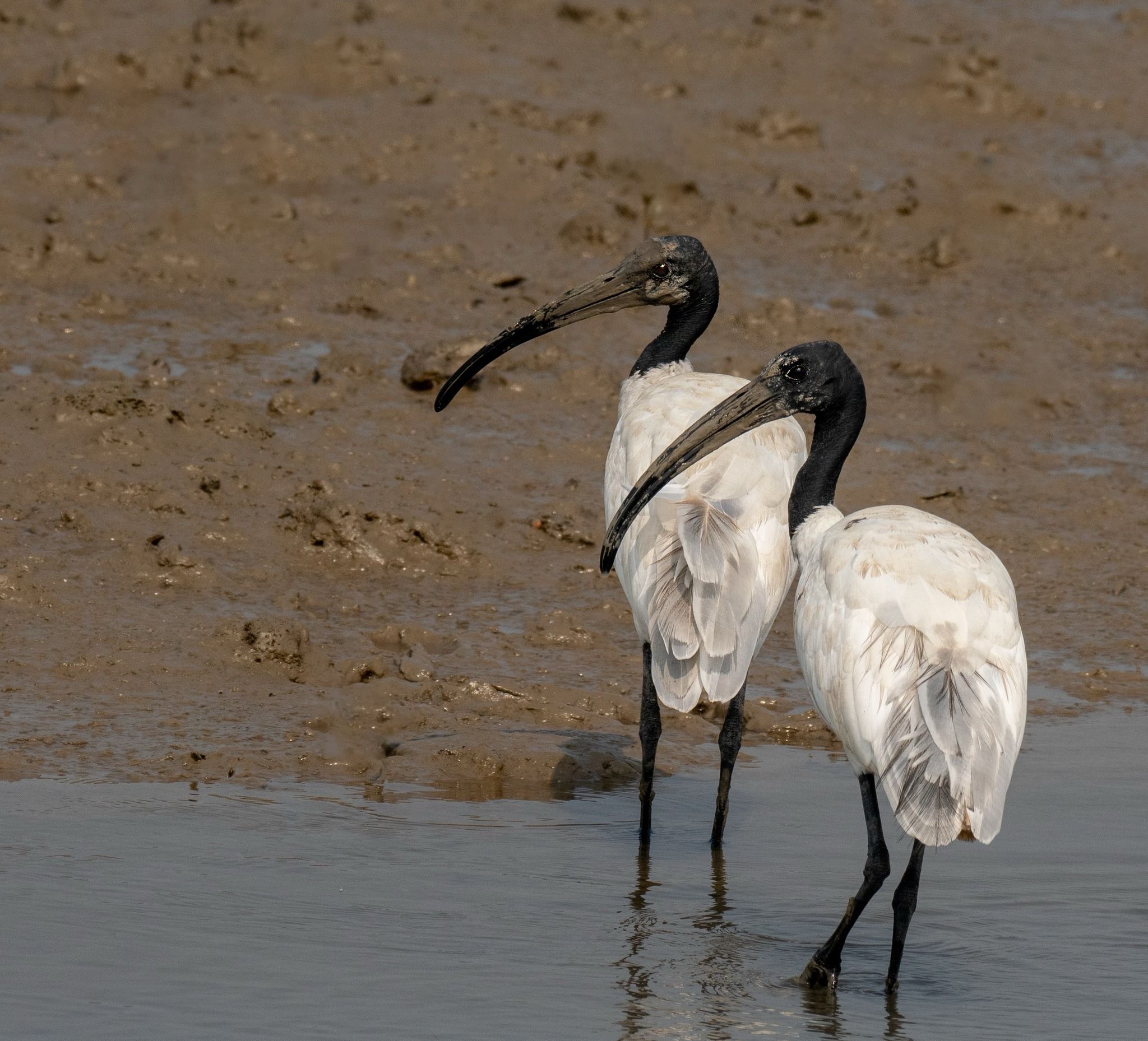 Two African sacred ibis in the lake